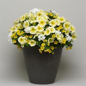 HB Ride On The Sunnyside combo Hanging Basket (c8)